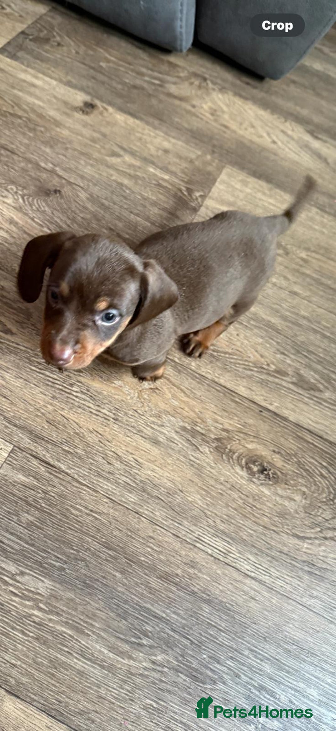 Dachshund dogs for sale: Beautiful dachshunds boy - Image 4