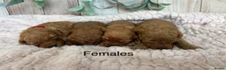 Cockapoo dogs for sale: Gorgeous F1B Miniature Cockapoos  Puppies - Advert 4