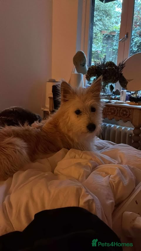 Mixed Breed dogs Affectionate Athena - Advert 4