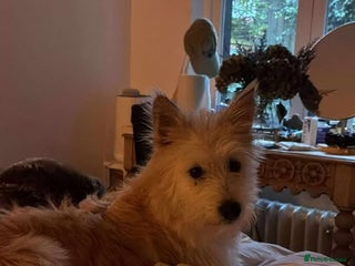 Mixed Breed dogs Affectionate Athena - Advert 1