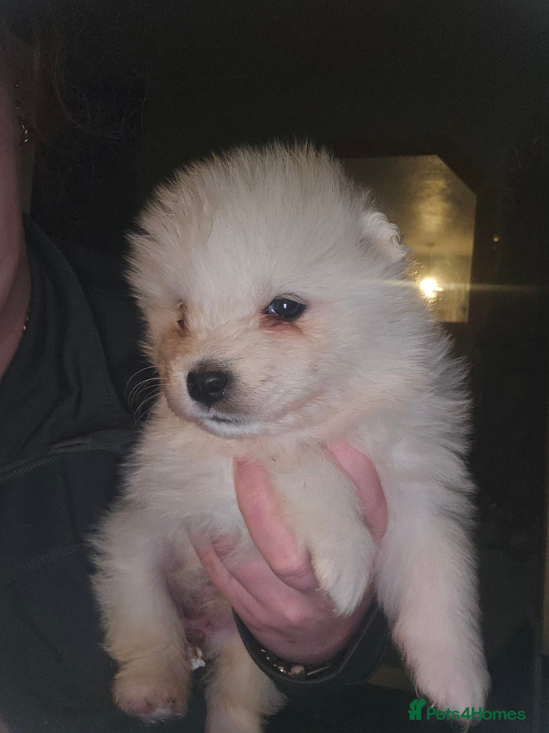 Samoyed dogs for sale: Registered samoyed puppies  - Advert 7