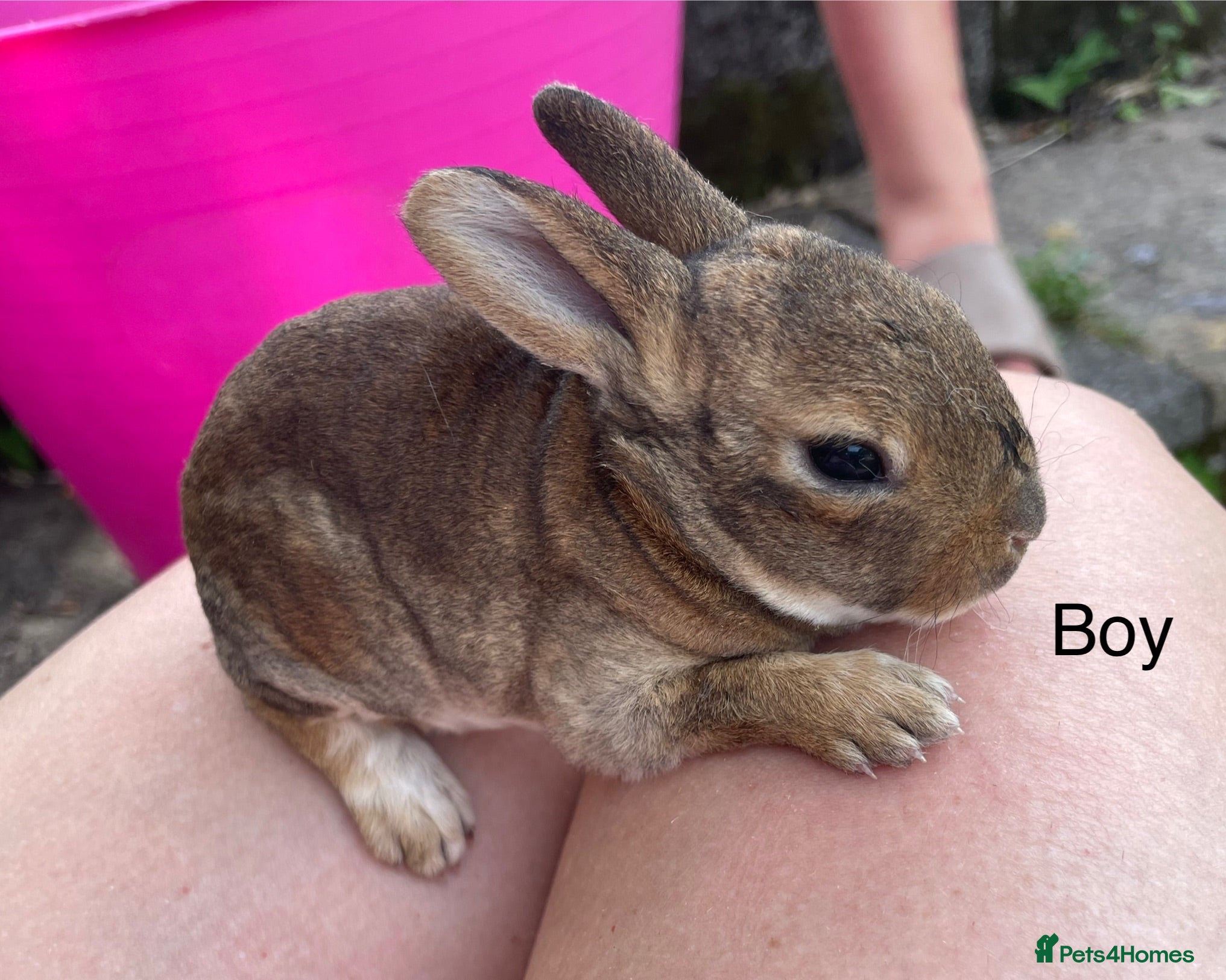 Rex rabbits 💖Pure bred mini Rex💖 - Advert 2