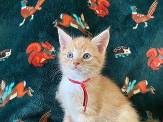 Mixed Breed cats Maine Coon, BSH, moggy mash ups - Advert 4