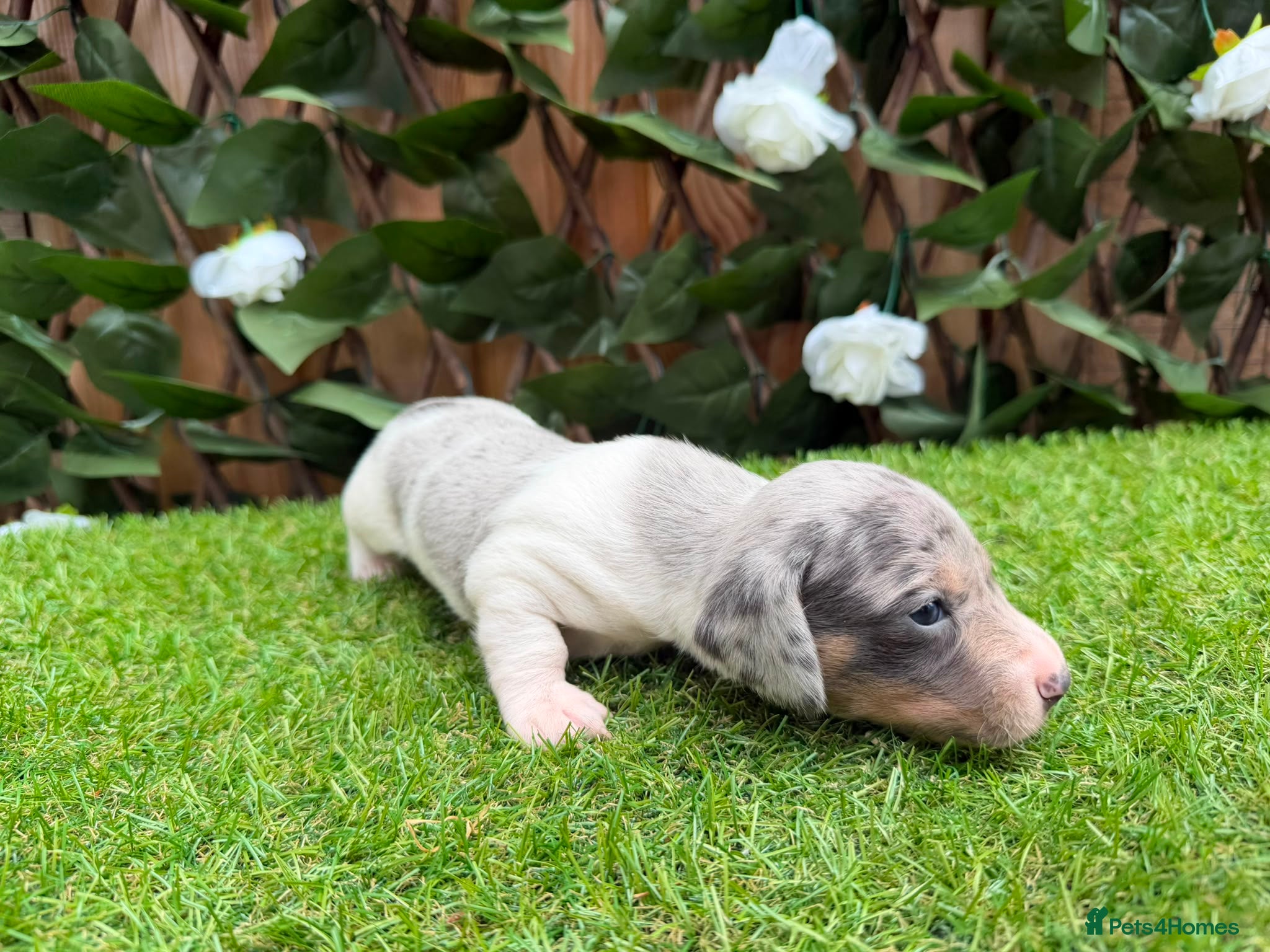 Miniature Dachshund dogs STUNNING KC MINIATURE DACHSHUNDS DAPPLE  - Advert 2