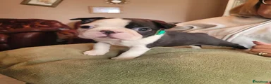 Boston Terrier Green collar