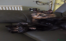 Mixed Breed cats for sale: wonderful Kittens  - Image 17