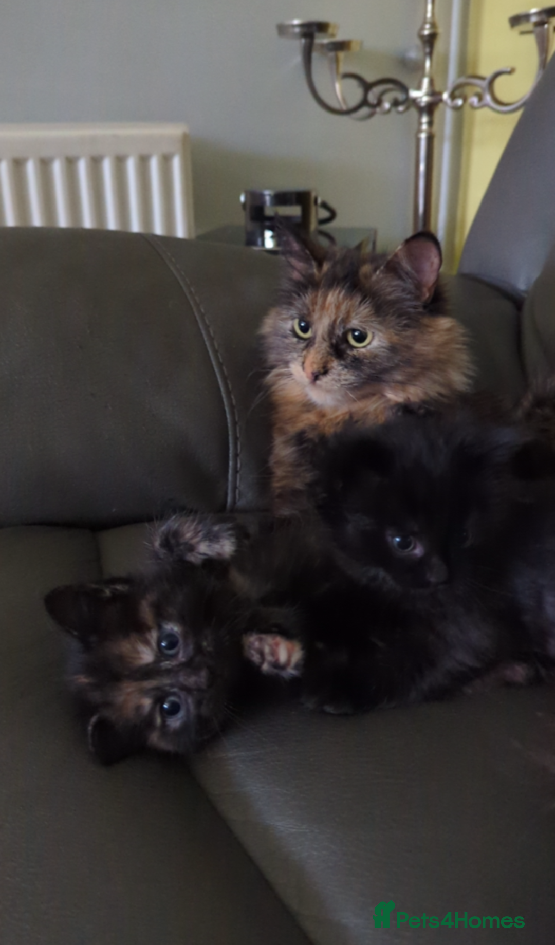 Mixed Breed cats for sale: wonderful Kittens  - Image 17