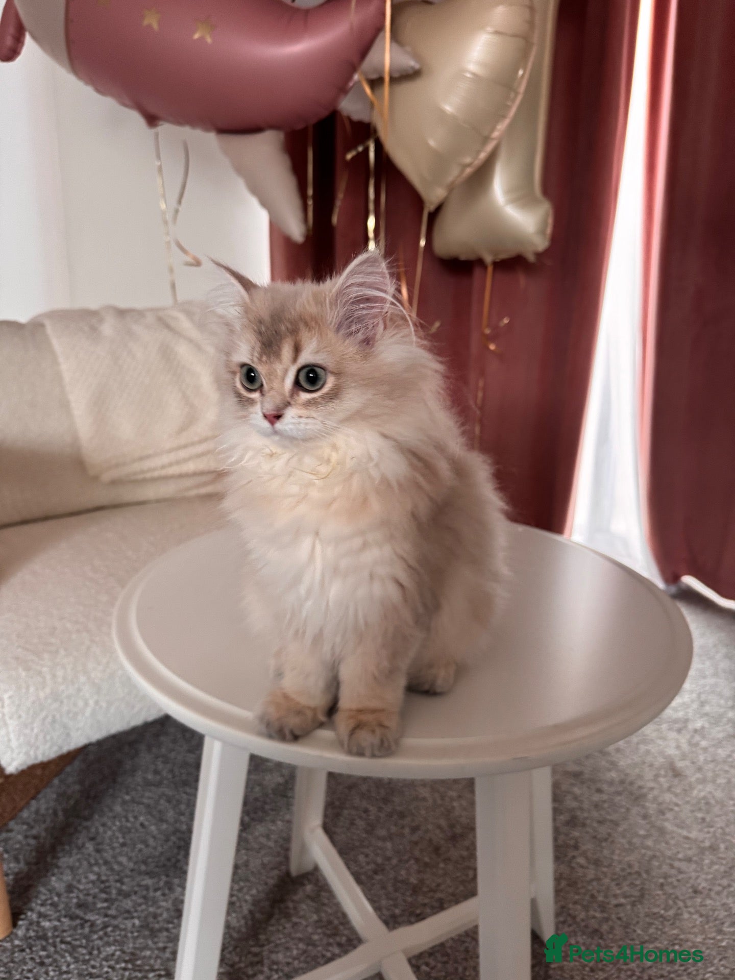 British Longhair cats Adorable British longhair   - Advert 12