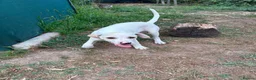 Mixed Breed dogs for adoption: 🤍 PIPER – The Big Baby Who Was Made for Cuddles❤️ - Advert 3