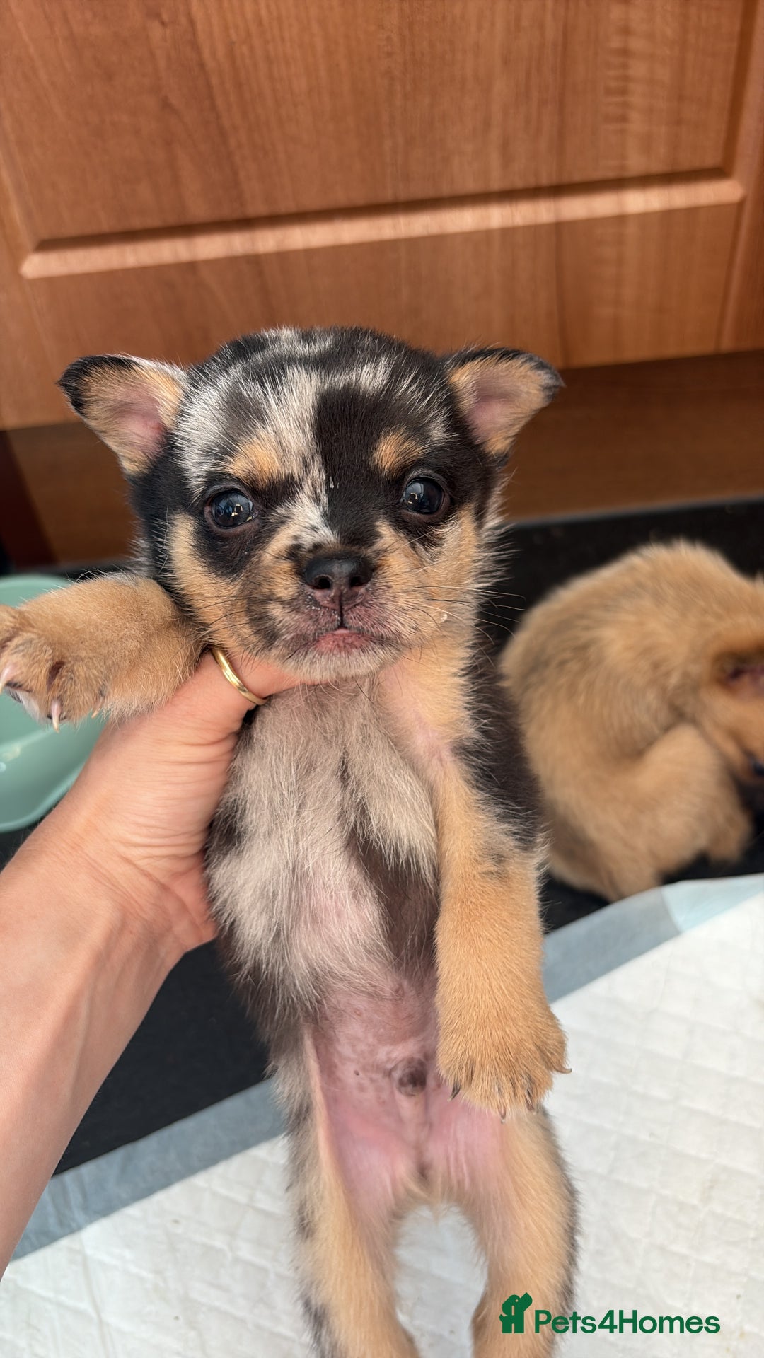 Mixed Breed dogs for sale: FrenchieXPomeranian  - Image 16