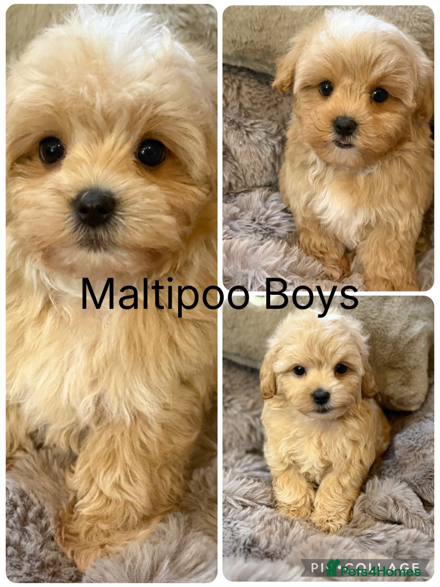 Maltipoo dogs Maltipoo Babies ready now  - Advert 1