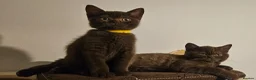 British Shorthair cats for sale: ✨ Stunning British Shorthair Available Vaccinated✨ - Advert 7