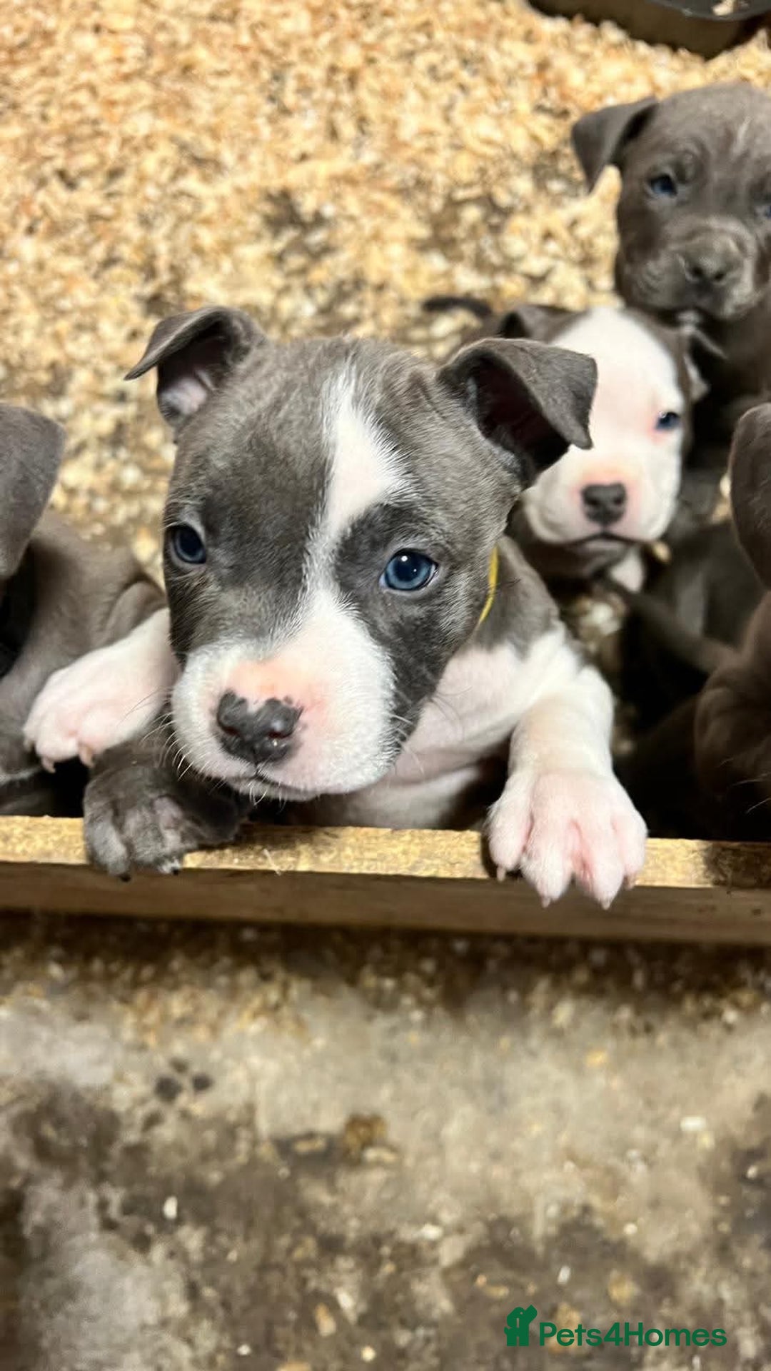 Staffordshire Bull Terrier dogs for sale:  ❤️ Beautiful Staffordshire puppies 🐶 - Advert 16