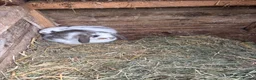 French Lop rabbits for sale: Gorgeous French lop babies ready to leave  - Advert 6