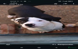 Mixed Breed dogs for adoption: ABANDONED B&W PUPPY - Image 5