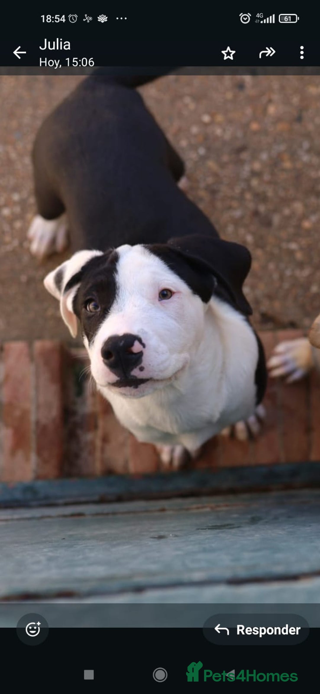 Mixed Breed dogs for adoption: ABANDONED B&W PUPPY - Image 5