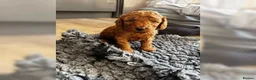 Miniature Poodle dogs for sale: Miniature Poodle puppies from a family home - Advert 3