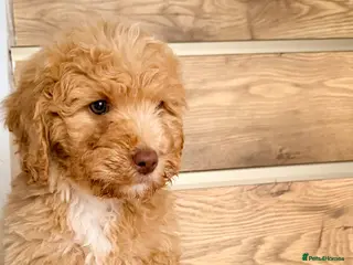 Cockapoo dogs Ready to Leave | Beautiful Female Cockapoo Puppy - Advert 15