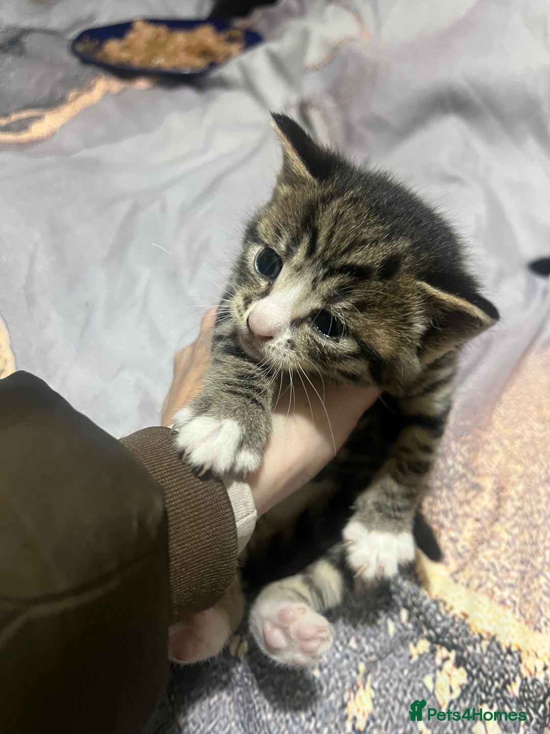 British Longhair cats for sale: 5 beautiful kittens - Advert 6