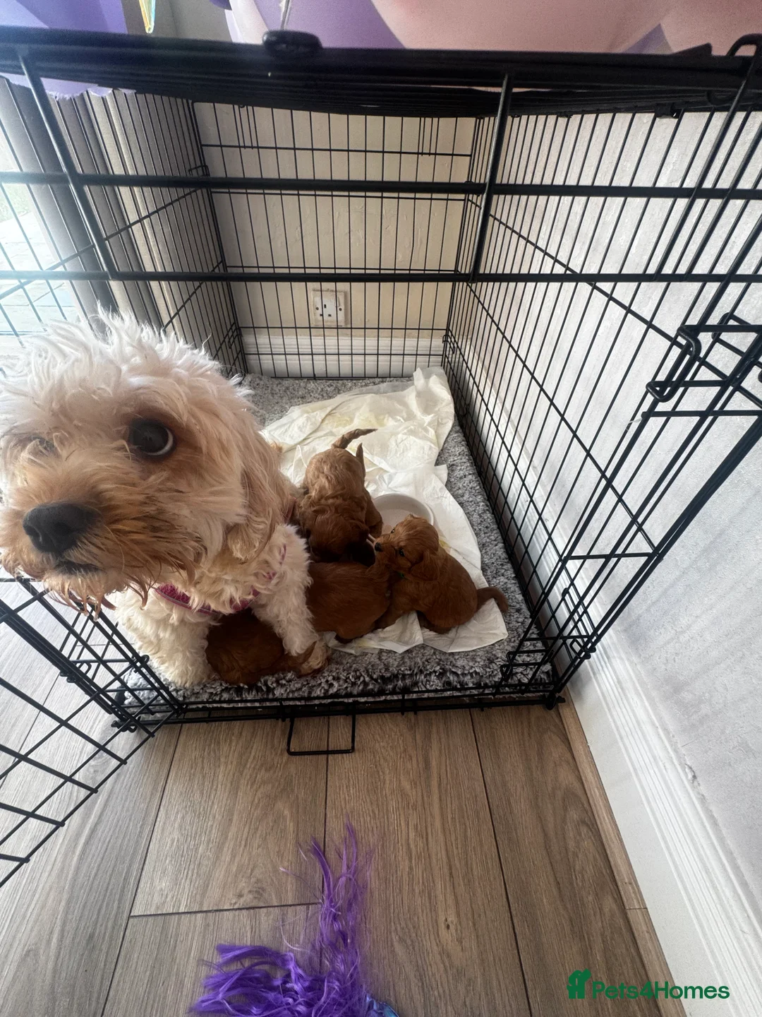 Cavapoo dogs for sale: 6 toy Asian Cavapoo  in Stockport - Advert 2