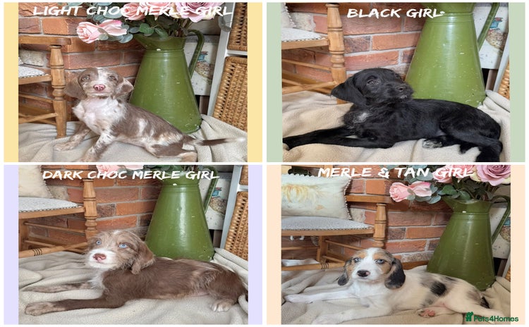 Mixed Breed dogs in Rhayader - Advert 4
