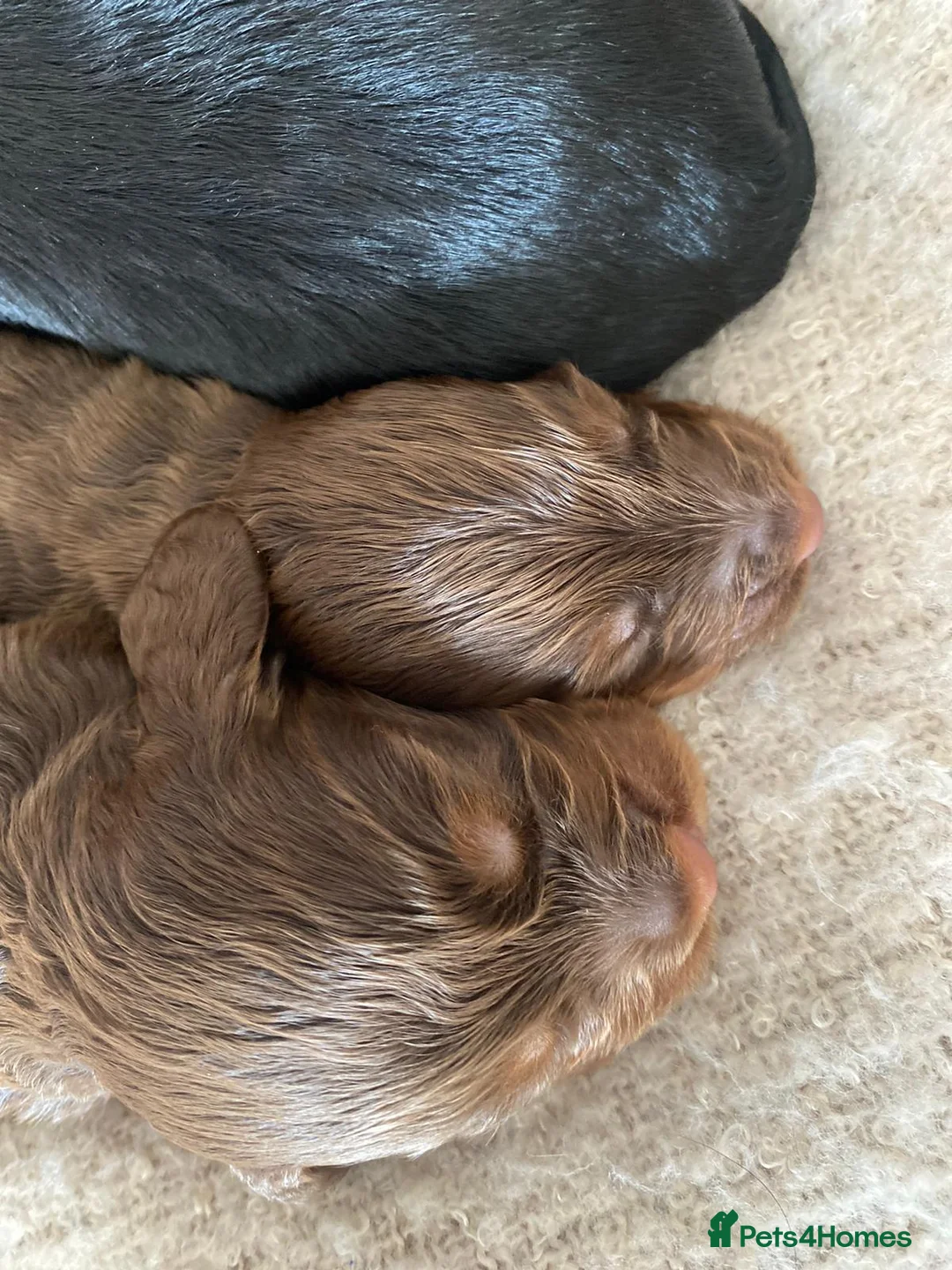 Cocker Spaniel dogs for stud: Sweet natured & handsome cocker stud dog in Bristol - Advert 17