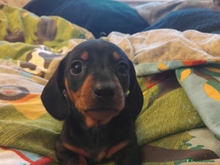 Miniature Dachshund dogs Miniature dashchund - Advert 2