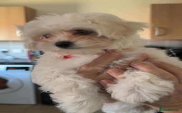 Maltipoo dogs for sale: One gorgeous girl available Korean maltipoos - Image 6