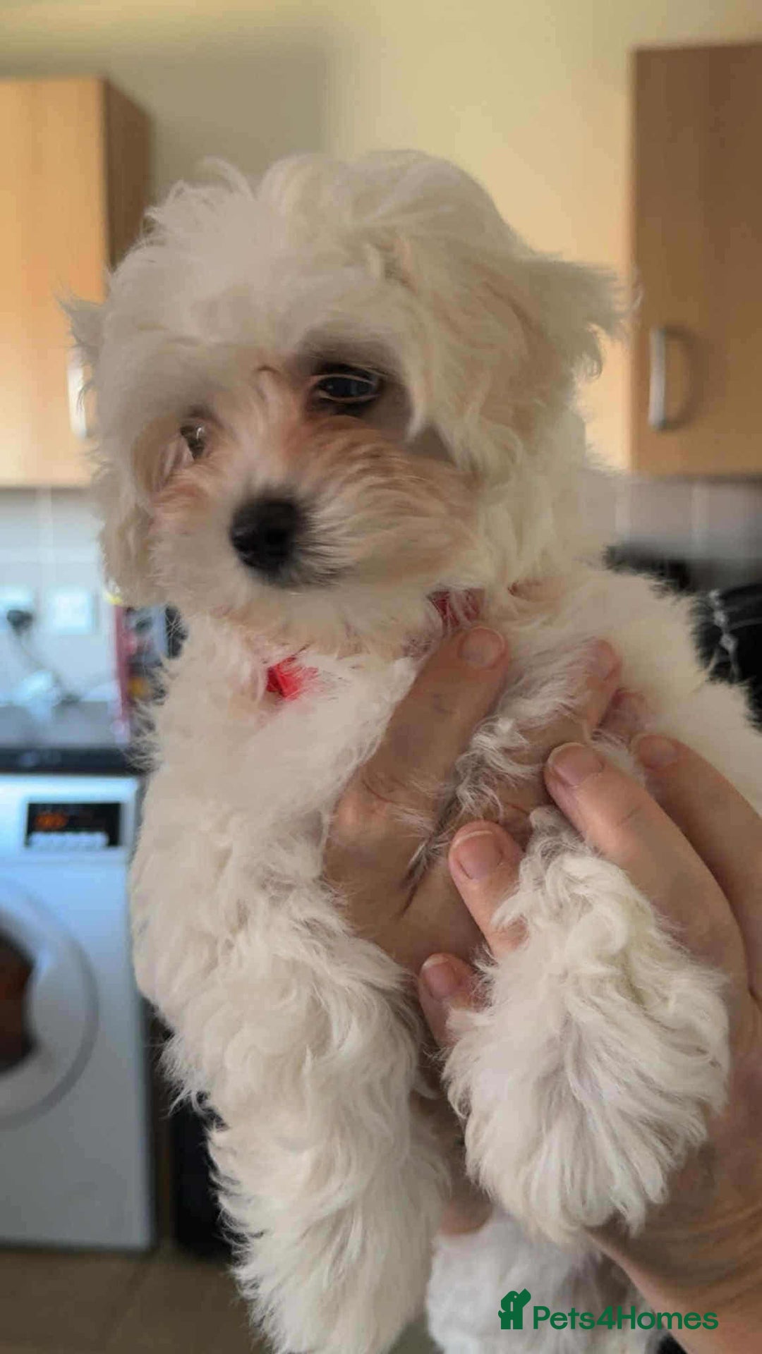 Maltipoo dogs for sale: One gorgeous girl available Korean maltipoos - Image 6