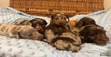 Miniature Dachshund dogs KC Reg Miniature Dachshund 5 Dapples Smooth & Long - Advert 4