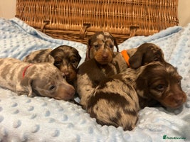 Miniature Dachshund dogs KC Reg Miniature Dachshund 5 Dapples Smooth & Long - Advert 14