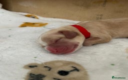 Cockerdor dogs for sale: Cockador Puppies for sale - Image 4