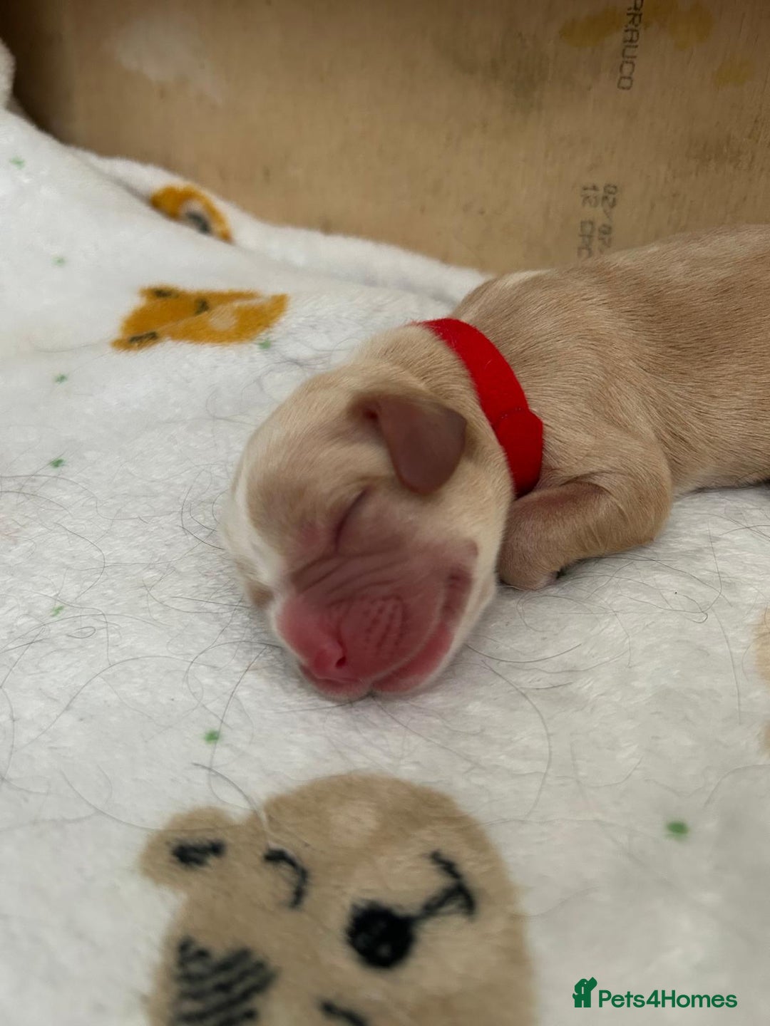 Cockerdor dogs for sale: Cockador Puppies for sale - Image 4