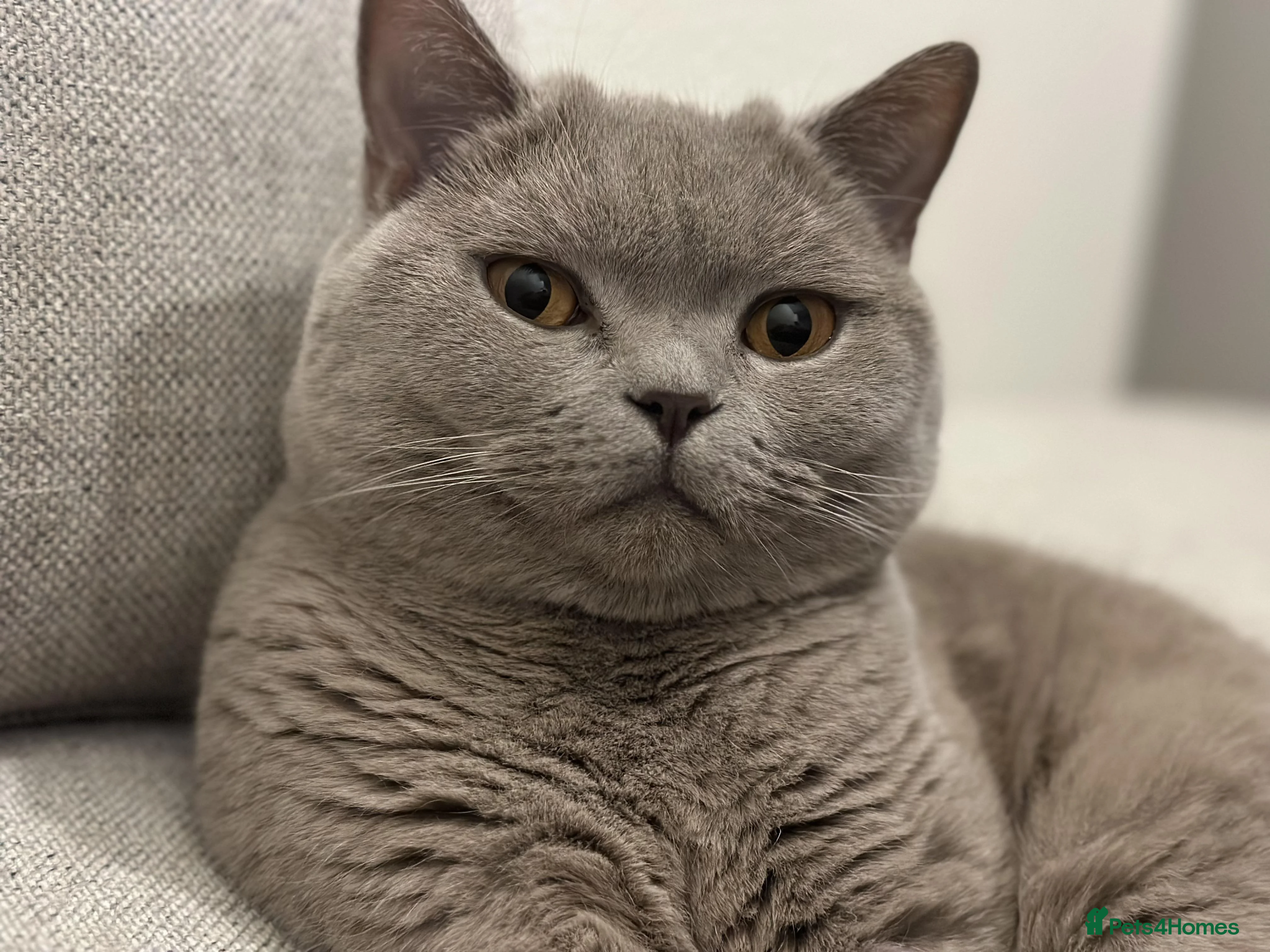 British Shorthair cats Simba - Lilac BSH Male Kitten - Advert 2