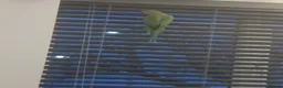 Parakeets birds for sale: Indian ringneck parakeet in Leigh - Advert 3