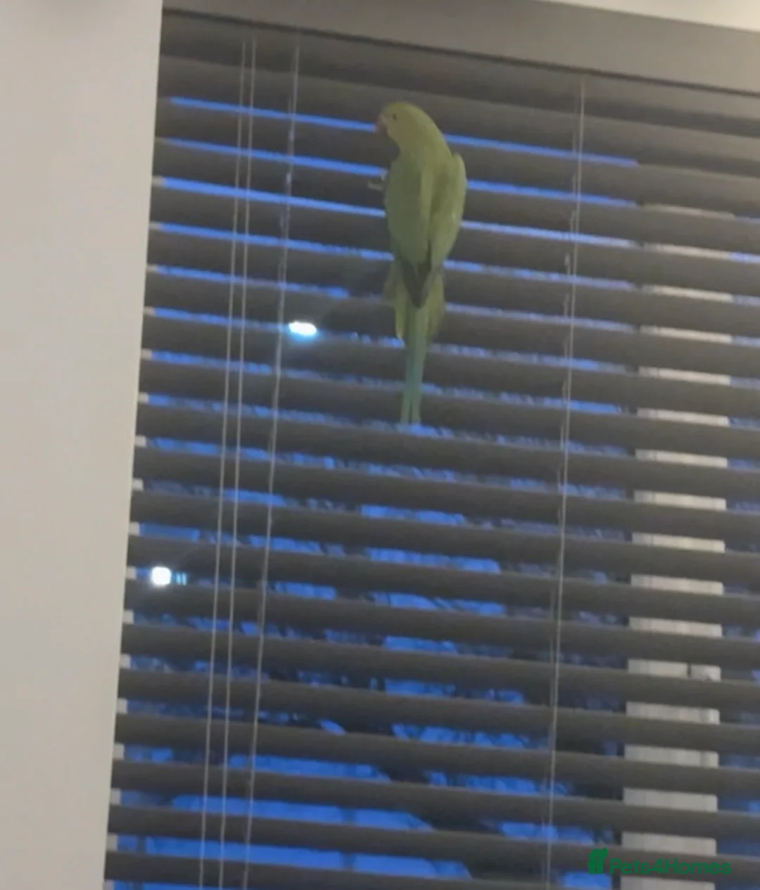 Parakeets birds for sale: Indian ringneck parakeet in Leigh - Advert 3