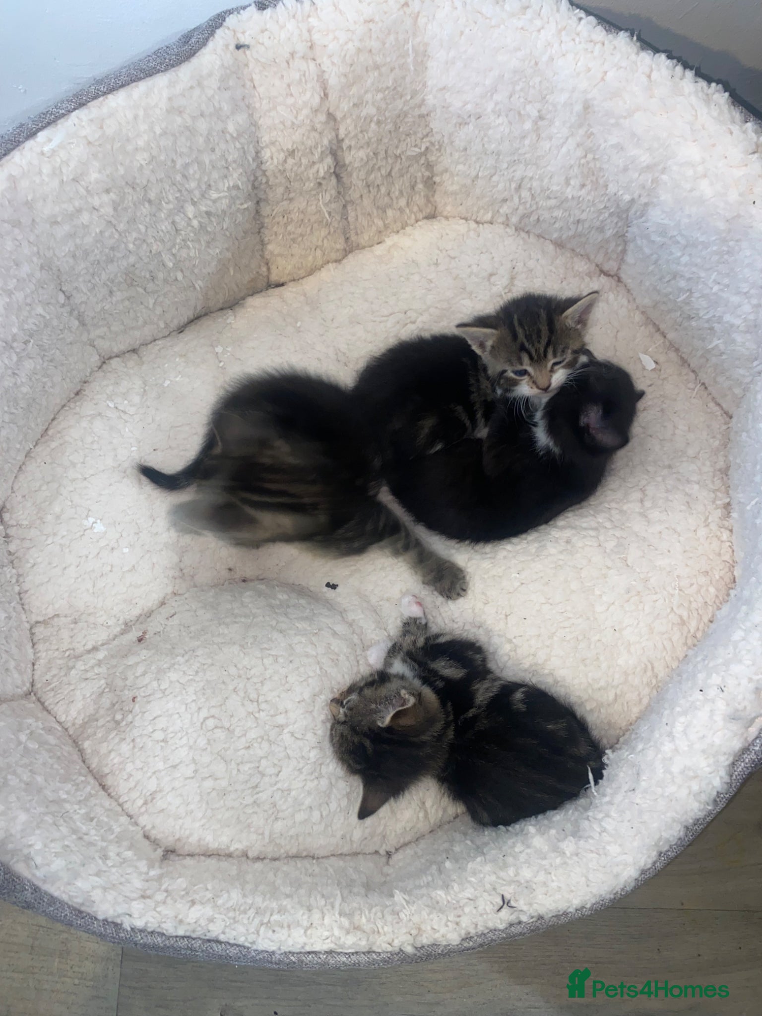 Mixed Breed cats for sale: Kittens for sale  in Birmingham - Advert 3