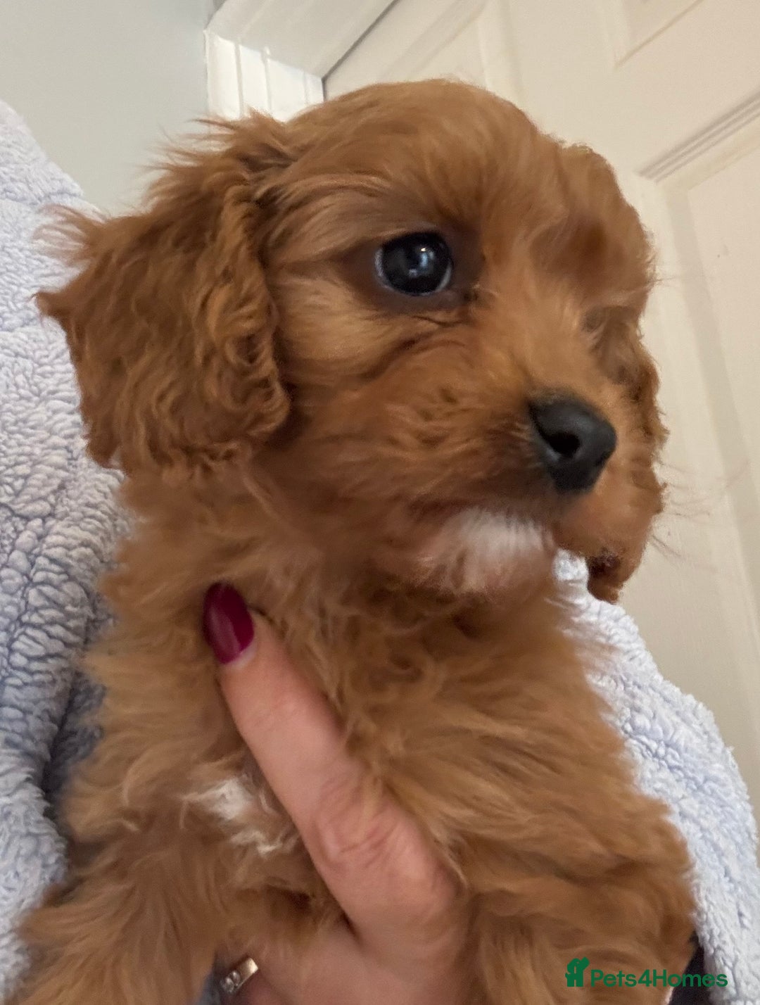 Cavapoo dogs for sale: Beautiful hypoallergenic Cavapoo pups - Advert 2