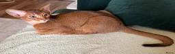 Abyssinian cats for sale: Pure Abyssinian 🌸 - Advert 7