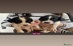 Cockerdor dogs for sale: Spaniel x lab  - Image 4