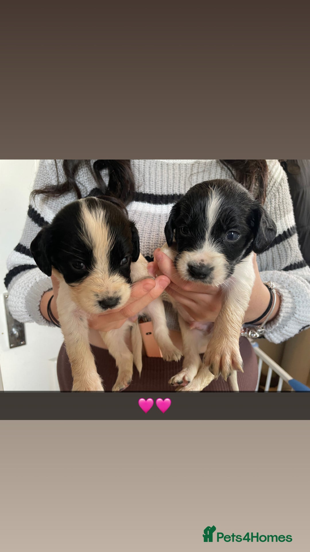 Cockerdor dogs for sale: Spaniel x lab  - Image 4