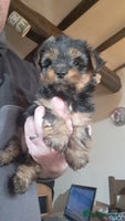Yorkshire Terrier dogs Pedigree Yorkshire terrier puppy's - Advert 9