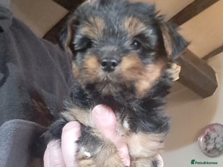 Yorkshire Terrier dogs Pedigree Yorkshire terrier puppy's - Advert 8