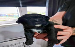 Mixed Breed dogs for sale: 4 beautiful babies  - Image 2