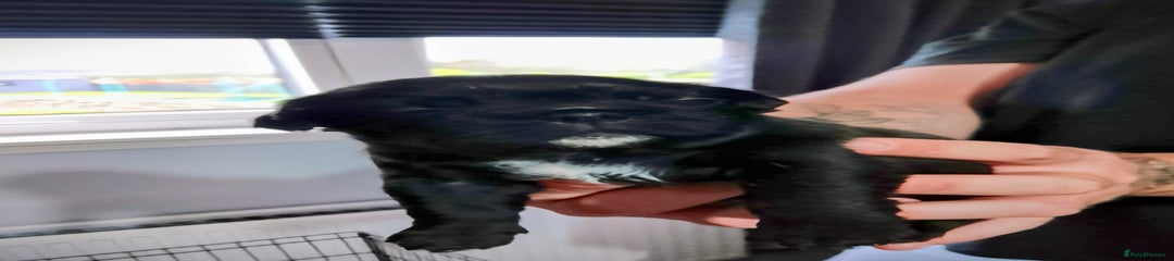 Boy 1 