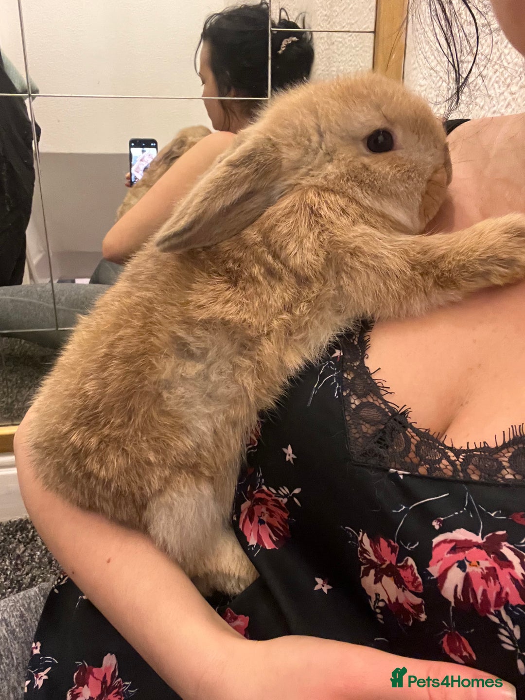 French Lop rabbits for sale: Little bunny’s  - Advert 11