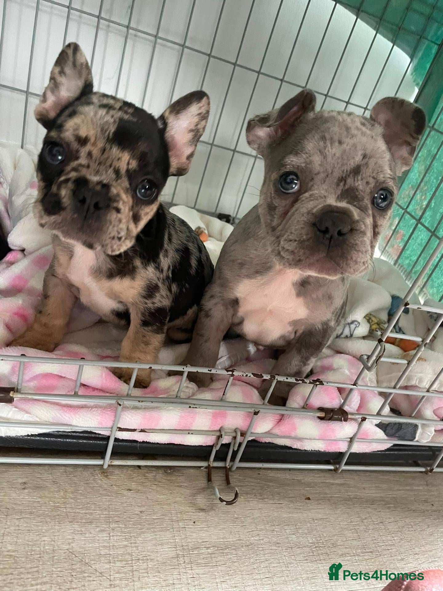 French Bulldog dogs French bulldog 🐶  - Advert 22