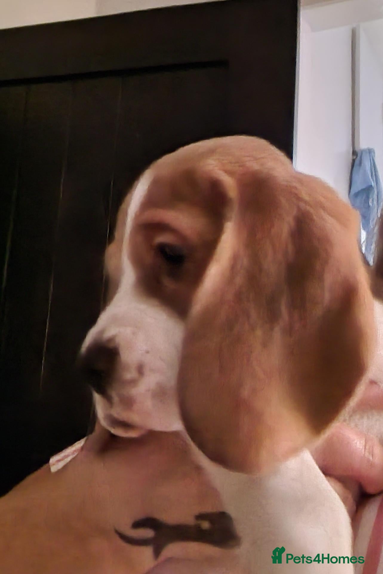 Beagle dogs 5 gen kc registered beagles - Advert 2