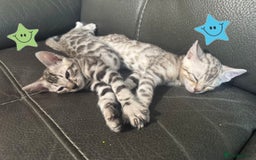 Bengal cats for sale: TICA Silver Bengal kittens - Image 7