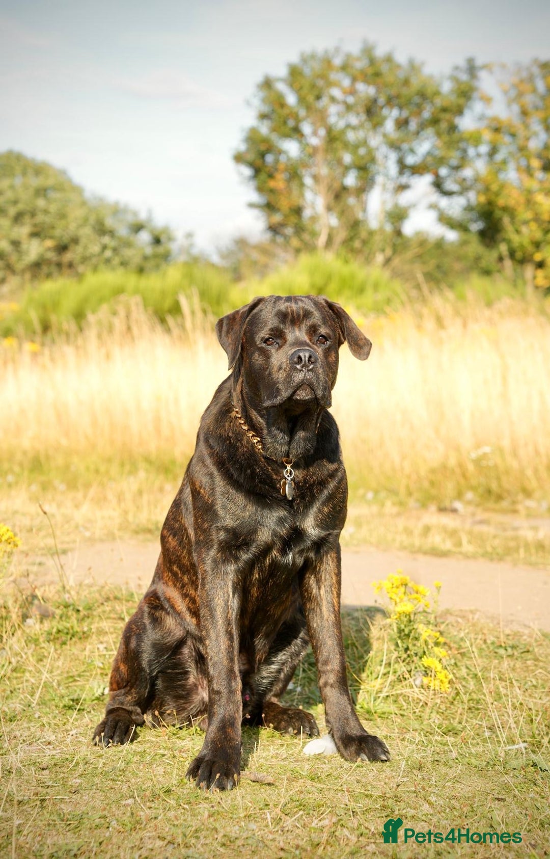 Cane Corso dogs for sale: Chunky Cane Corso Cross Pups – Ready Next Week! - Image 33